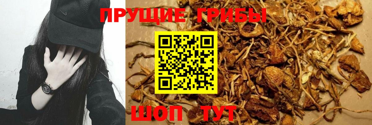Свободный  Галлюциногенные грибы Psilocybine cubensis  как найти   Вход с VPN  Псилоцибиновые грибы GOLDEN TEACHER 